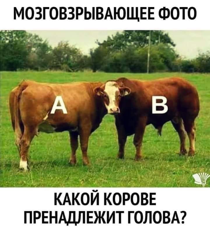 Сайт знакомств.  - Расскажите о себе в двух словах?... болит, больше, голая, Юноша, время, назад, спрашивает, понял, очереди, хочет, очень, Судья, позжеНаступил, моветон, засорять, русский, распродажи, иностранными, реклама, словами