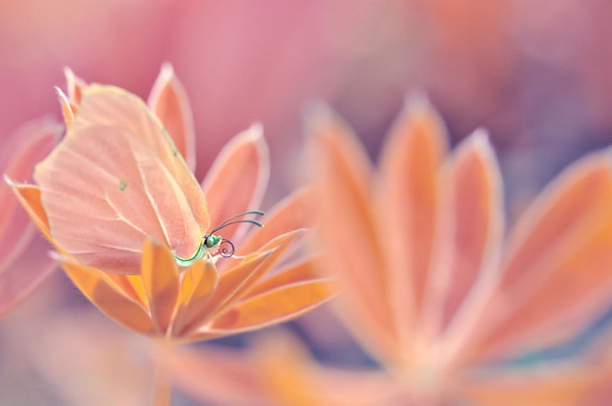 сказочный макро-мир в фотографиях Магда Васичек 