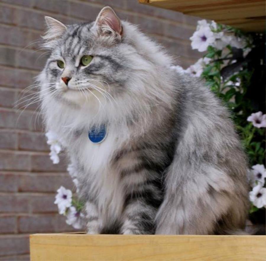 Сибирские кошки - 9 место.