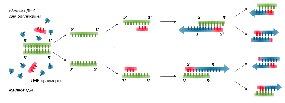 Полимеразная цепная реакция презентация