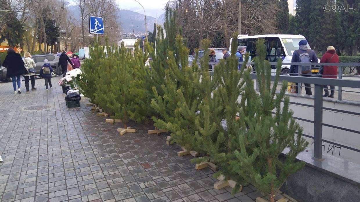 Во сколько крымчанам обойдется новогодняя елка: цены в Симферополе, Севастополе и Ялте