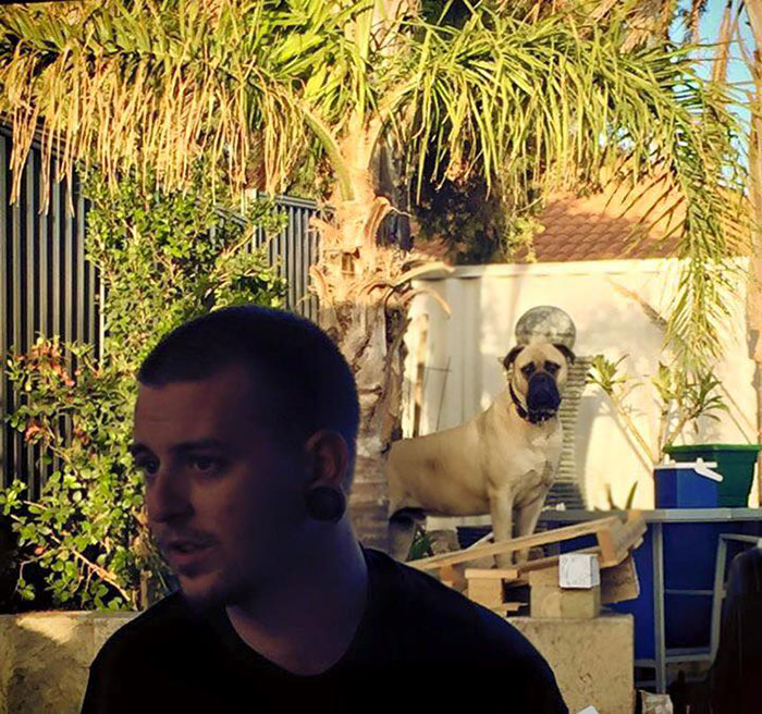 собака всегда подстерегает хозяина