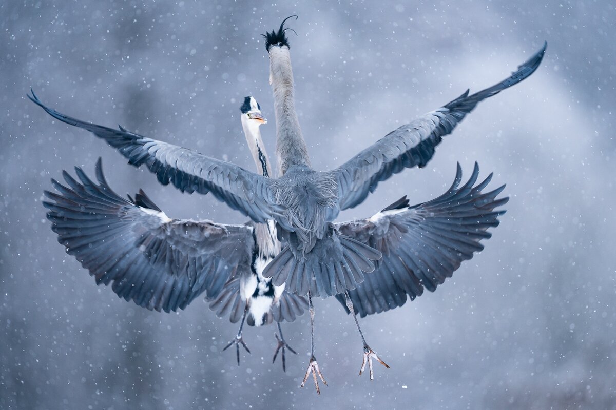 Зверь с человеческим лицом. Краеугольный камень природной фотографии. фотографии, более, фотографий, сколько, будет, очень, этого, больше, лучше, жизни, медведей, снимает, всегда, дикой, просто, который, природы, всего, лучших, момент