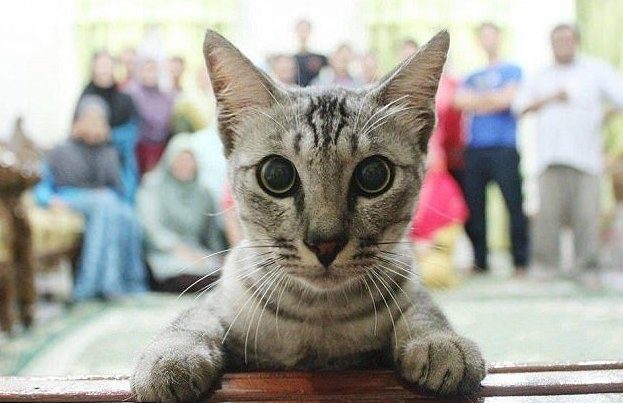 Эти кошки испортили хозяевам селфи