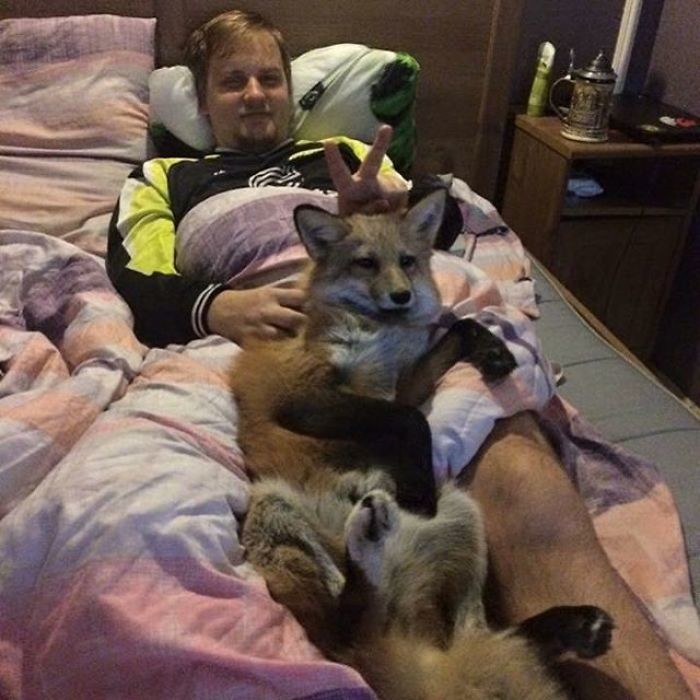 Домашняя лиса и пес - лучшие друзья домашние животные, лиса в квартире, питомцы