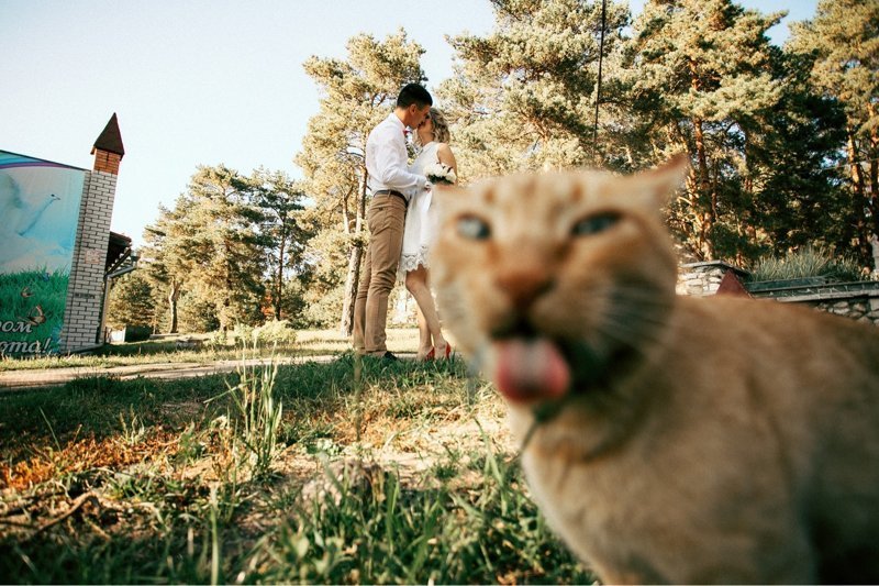 Уже тошнит от этой романтики! животные, кот, кошка, селфи, снимок, фото, фотобомба, юмор