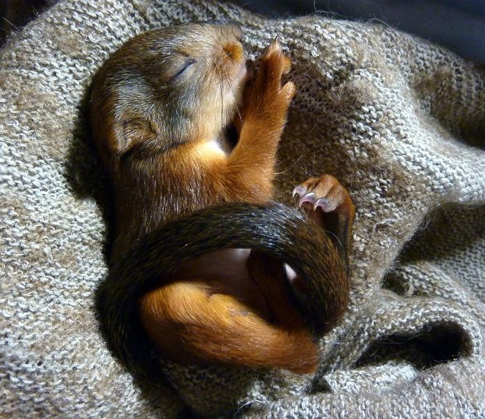 Животные, белка, позитив