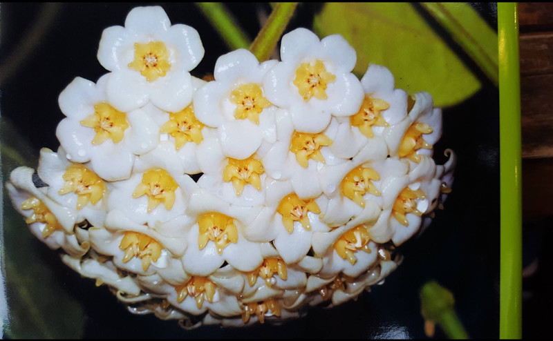 Hoya jiewhoeiana красота, лиана, природа, флора, хойя, цветы, чудеса