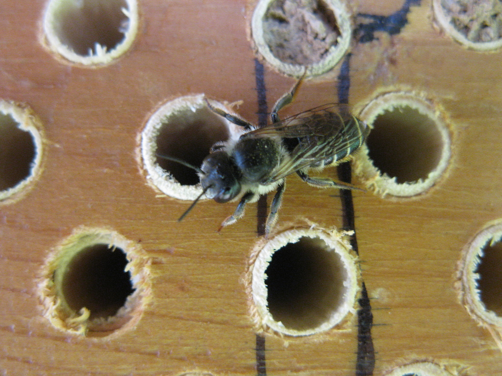 Чтобы повысить численность пчёл-листорезов, люди создают для них специальные общаги из дерева или пластика.