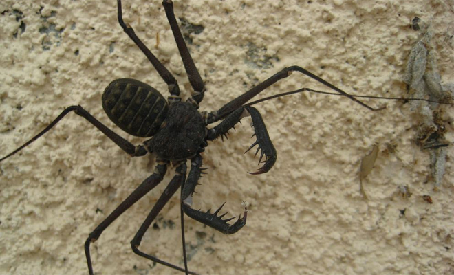 Ваш худший кошмар: паук с руками ужасает одним видом