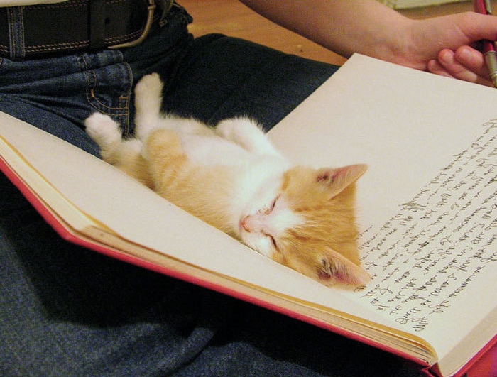 как технологии изменили жизнь кошек