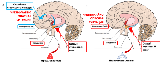 Гиперсенсибилизация к опасности