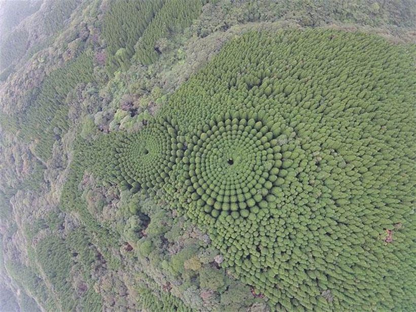 Для чего в Японии посадили лес в форме кругов 