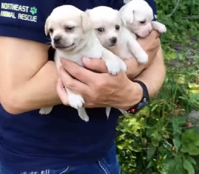 Щенки на руках