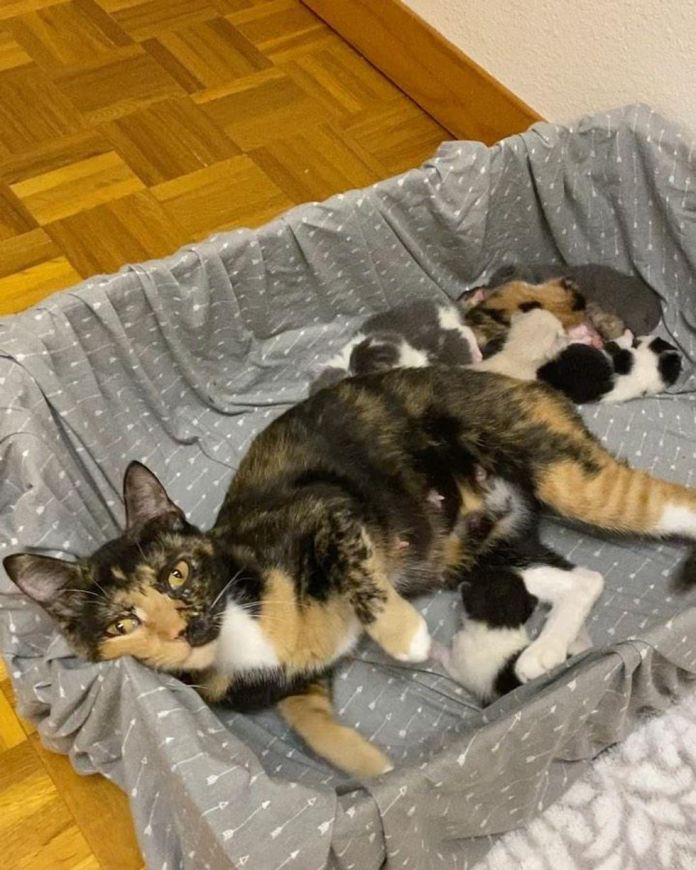 Без кота и жизнь не та