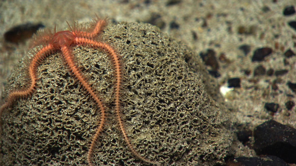Кто проживает на дне океана: странные существа, найденные в бездне Пространство