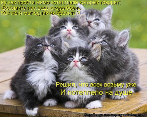 Детская котоматрица (17 шт)
