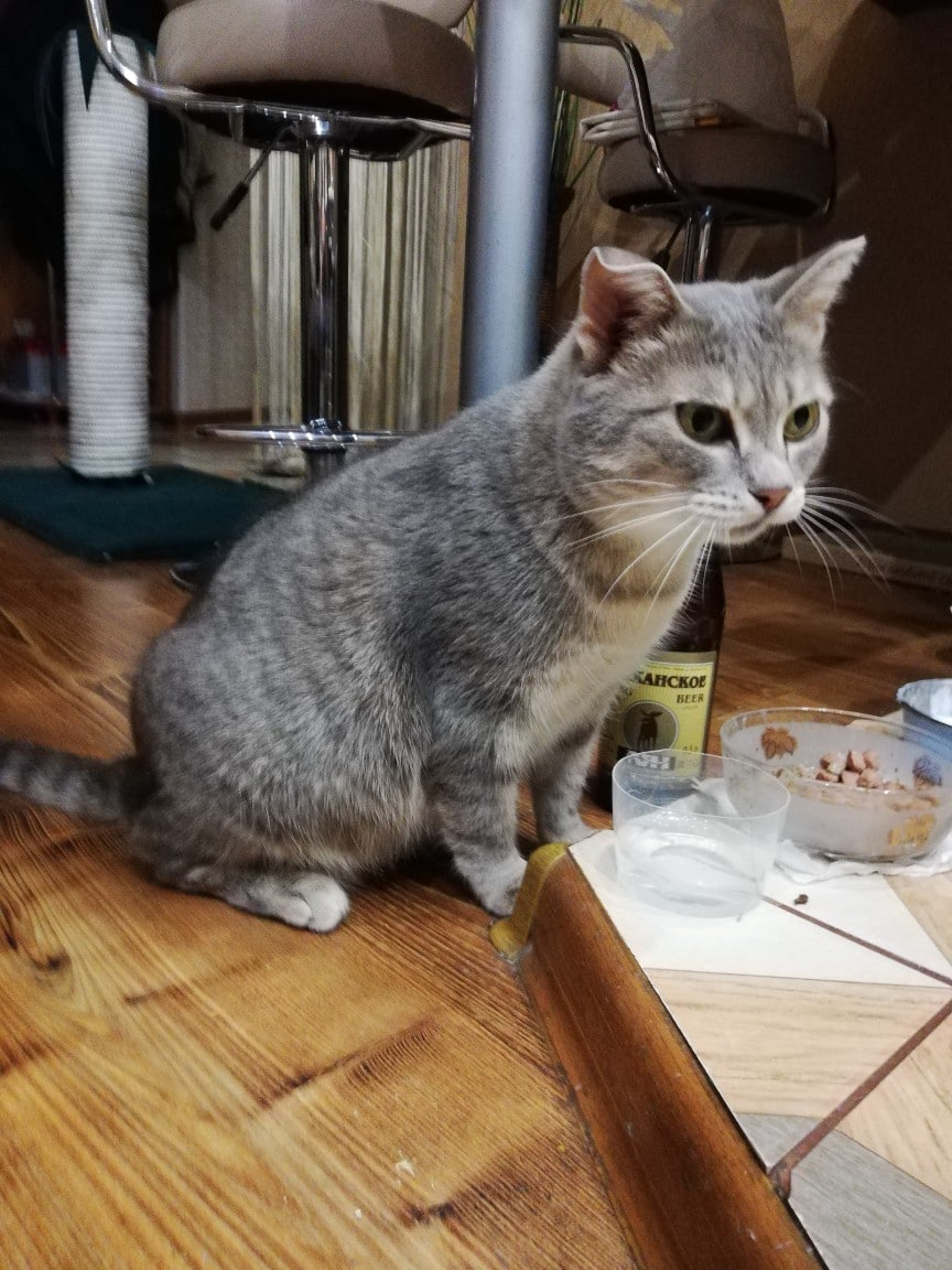 кошка с едой