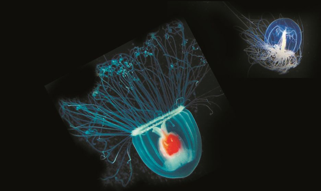 Бессмертная медуза: единственное существо в мире, которое может жить вечно