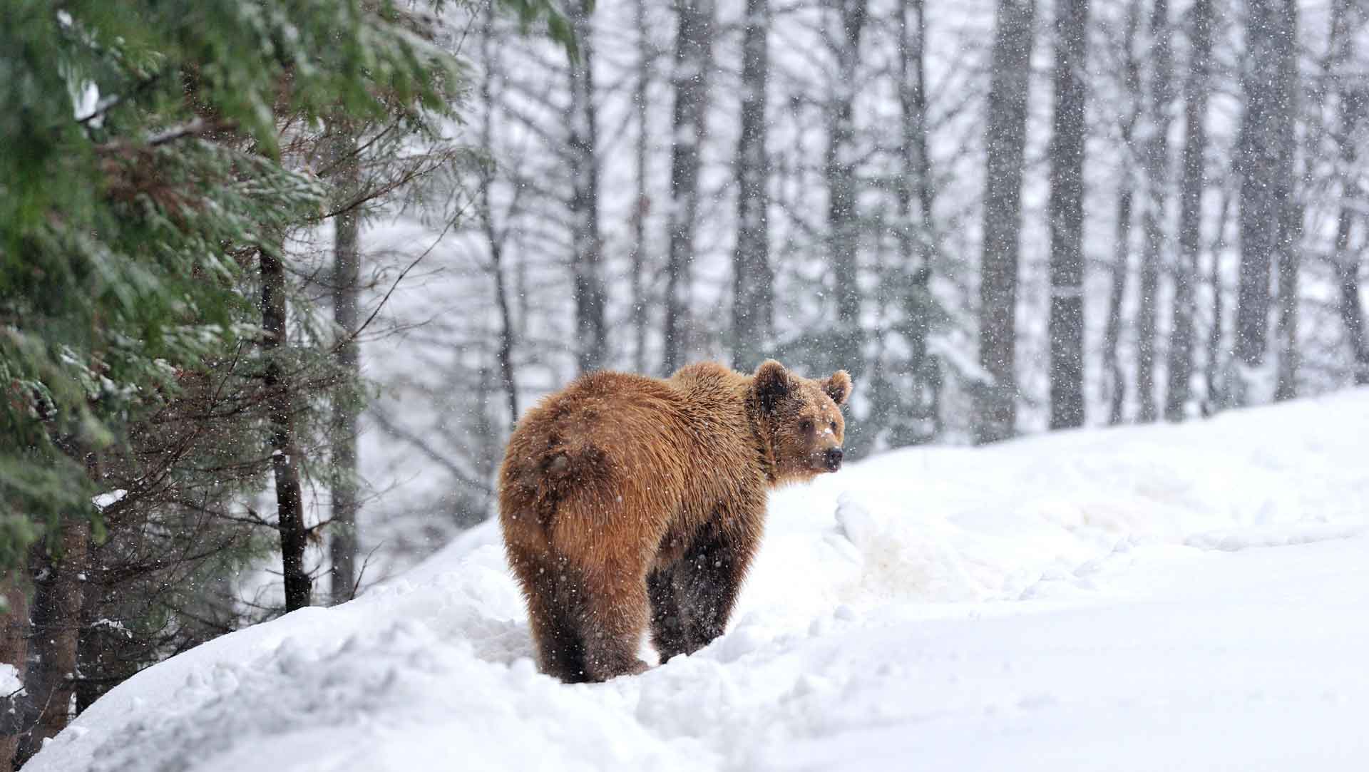 Медведи впадают в спячку зимой