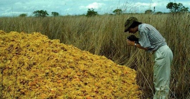 SКомпания по производству напитков выбрасывала апельсиновые корки сюда