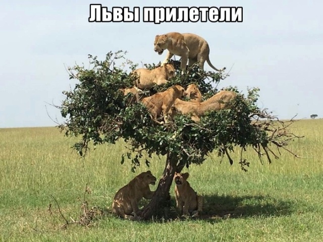 Подборка прикольных картинок Подборка прикольных картинок смешные картинки