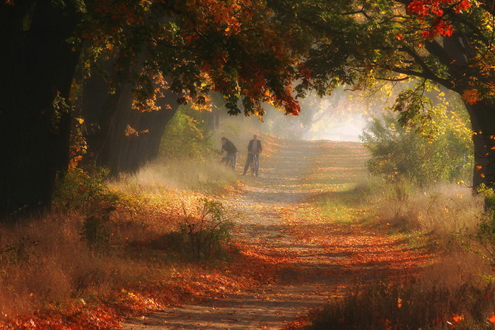 Невероятно красивая природа: кленовая аллея фотографа Przemysław Kruk природа