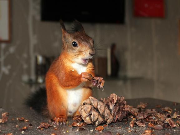 Животные, белка, позитив