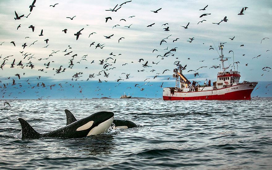 10 фото арктических китов, от которых пропадает дар речи! 