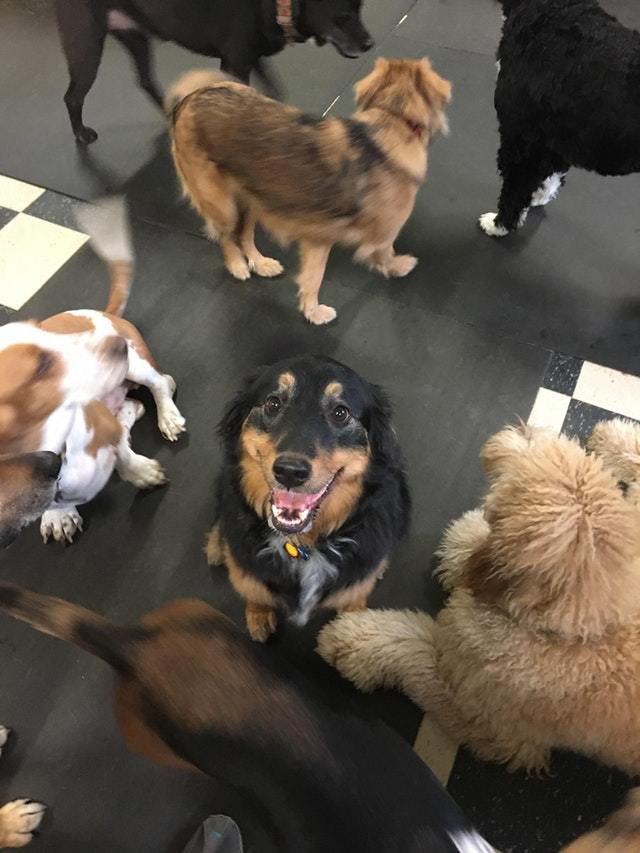 Счастливые домашние любимцы, они заразят вас настроением Счастливые домашние любимцы, они заразят вас настроением картинки