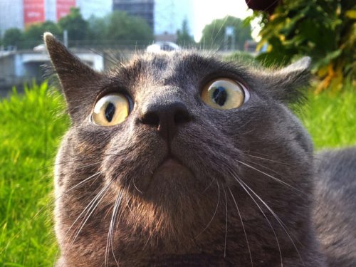 Когда кошка мяукает, а ты мяукаешь ей в ответ Когда кошка мяукает, а ты мяукаешь ей в ответ