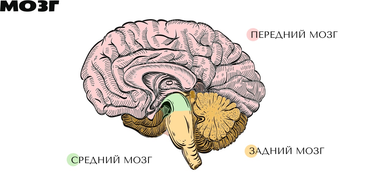 Передний мозг. Отделы головного мозга передний средний задний. Задний мозг средний мозг передний мозг. Головной мозг отделы средний мозг передний мозг задний мозг. Строение головного мозга передний ,задний мозг.