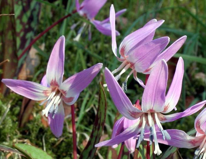 erythronium_dens_canis (700x539, 59Kb)