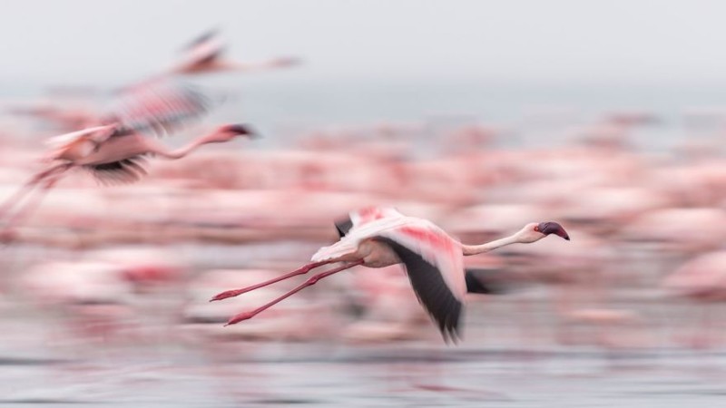 Прекрасные фламинго — одни из самых древних птиц природа, птицы, фламинго