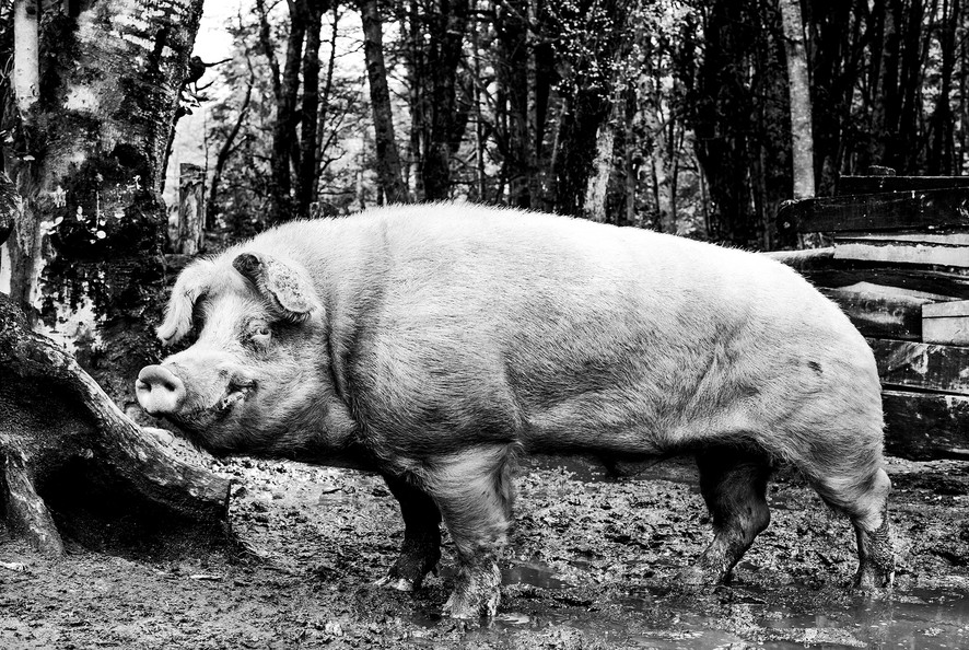 «Племя и место» мапуче, Фотограф, Племена, в течение, колонизаторов, испанских, власть, признать, отказались, Неукен, войну, в провинции, НауэльУапи, парка, национального, на территории, живущему, народу, индейскому, веков