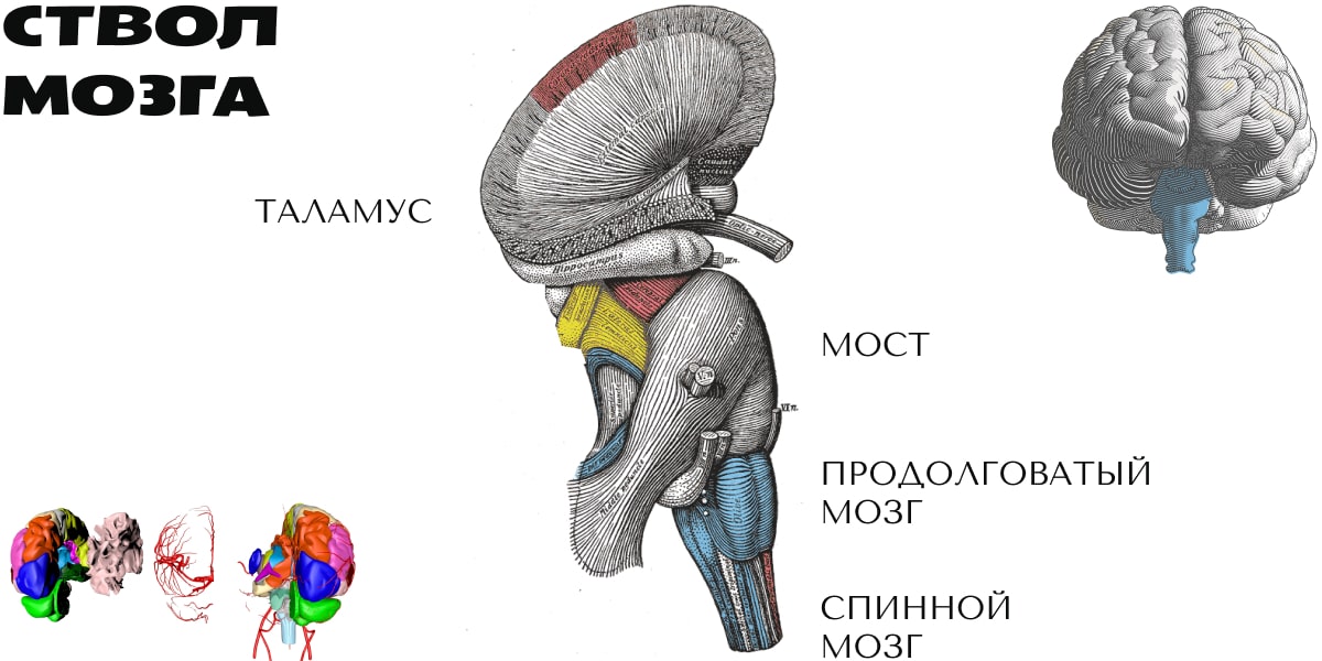 Продолговатый мозг и мост. Ствол мозга варолиев мост. Ствол головного мозга продолговатый мозг. Продолговатый мозг анатомия функции. Ствол мозга анимация.