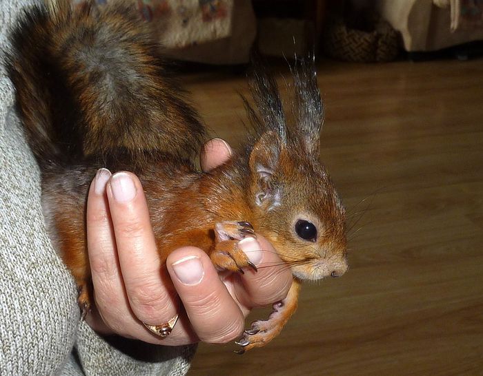 Животные, белка, позитив