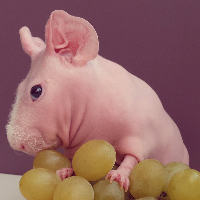 лысая морская свинка позирует с едой 