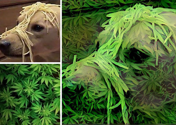 удивительные коллажи из случайных фотографий, нейронная сеть