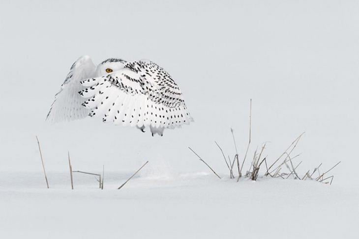 30 потрясающих фотографий с престижного фотоконкурса Siena International Photo Awards 2018 30 потрясающих фотографий с престижного фотоконкурса Siena International Photo Awards 2018 интересное