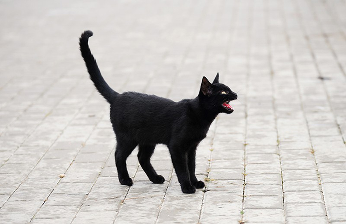 Правда ли, что животных черного окраса реже забирают из приютов?
