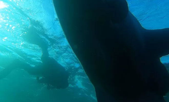 Дайверы увидели крупную тень в глубине, но затем поняли, что к ним приближается не акула: видео Дайверы увидели крупную тень в глубине, но затем поняли, что к ним приближается не акула: видео создание, видео, стало, Группа, рыбалуна На, заинтересовалась, дайверами, выяснилось, близи, похож, акулий, также, плавник, Острый, метров, превышала, существа, участков Длина, необычное, выглядит