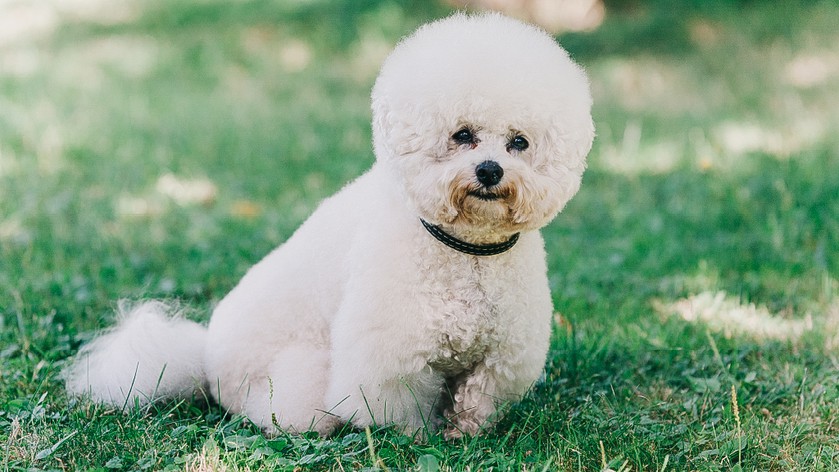 Не только йорки: 5 мелких пород собак для легкого содержания в квартире Не только йорки: 5 мелких пород собак для легкого содержания в квартире наши любимцы,собаки