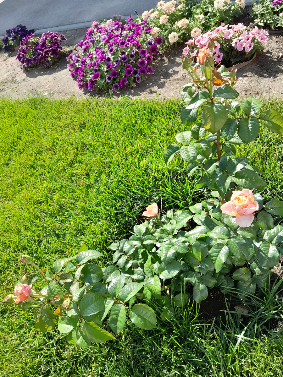 Какую розу выбрать для сада? Пионовидная Вувузела садоводство,цветоводство