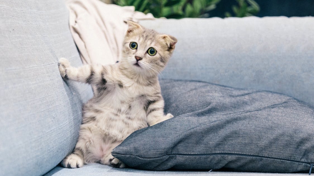 Приучать кошку к переноске нужно постепенно, чтобы не вызвать у животного стресс (Фото pexels.com)