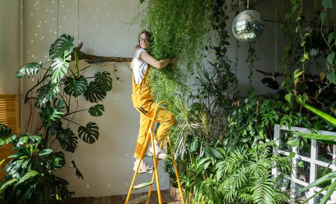 Великаны в вашей квартире – 10 самых крупных комнатных растений комнатные растения,цветоводство