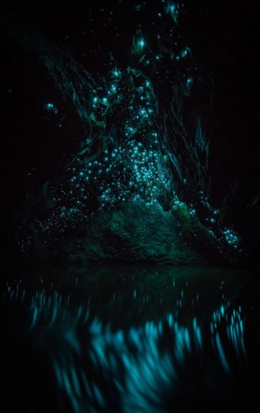Вайтомо – пещеры светлячков в Новой Зеландии