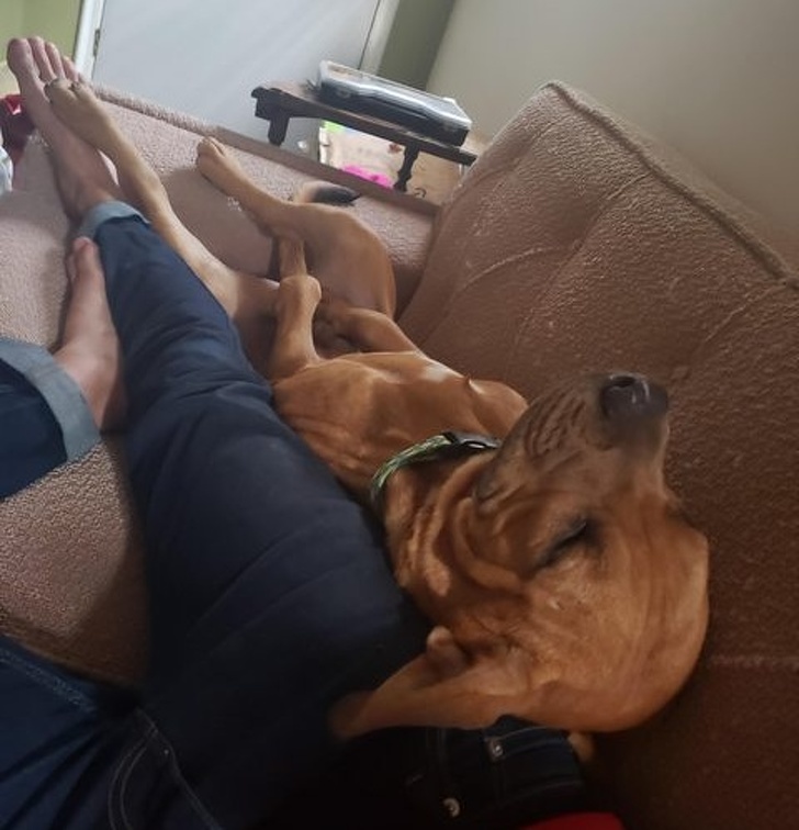 20+ доказательств того, что подарить бездомным животным новую жизнь — бесценно животные,жизнь,общество,приюты