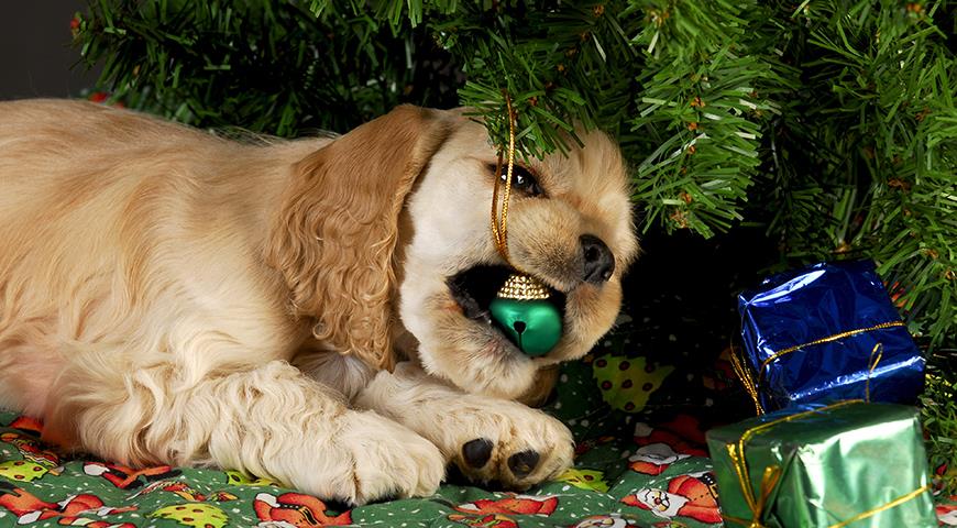 Домашние животные и елка: какие опасности таит в себе новогодняя елка для домашних котиков и собак декор,домашние животные,наши любимцы