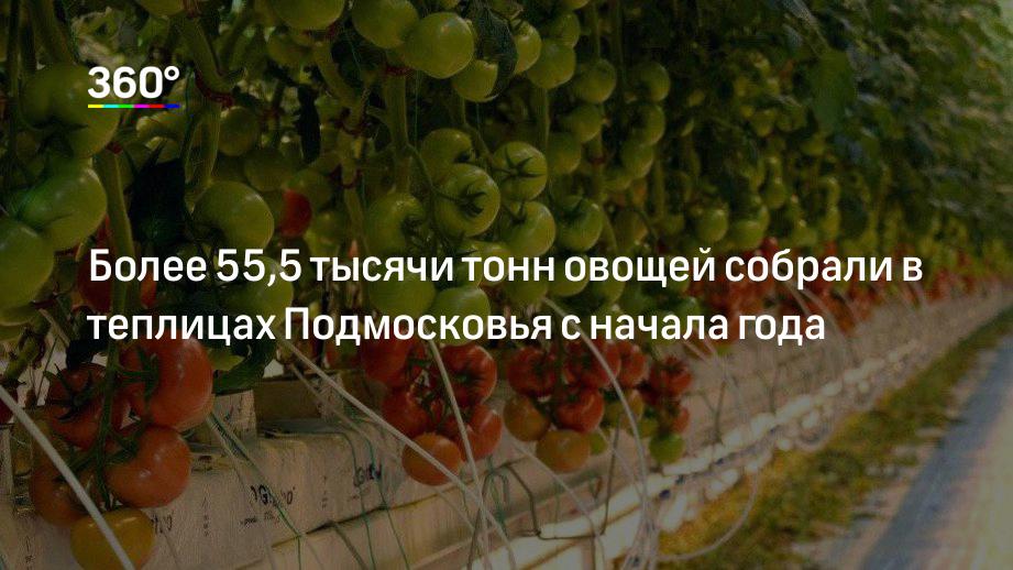 Более 55,5 тысячи тонн овощей собрали в теплицах Подмосковья с начала года